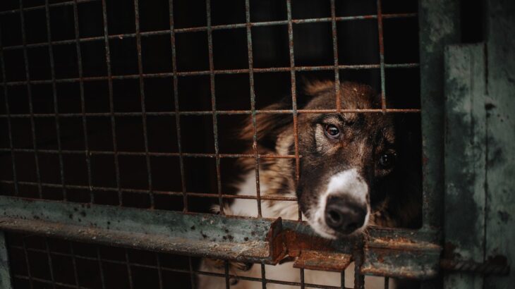 犬を衝動買いすることが絶対NGな理由3選　事前準備は必ず必要？一目惚れで迎える危険性とは(ブログ)