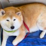 愛犬の1年間を振り返ってみたら…素敵すぎる思い出たちが60万再生「丸いフォルムたまらん」「可愛いが凝縮されてる」絶賛コメント続々(ブログ)