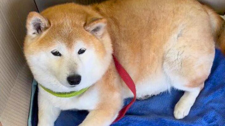 愛犬の1年間を振り返ってみたら…素敵すぎる思い出たちが60万再生「丸いフォルムたまらん」「可愛いが凝縮されてる」絶賛コメント続々(ブログ)