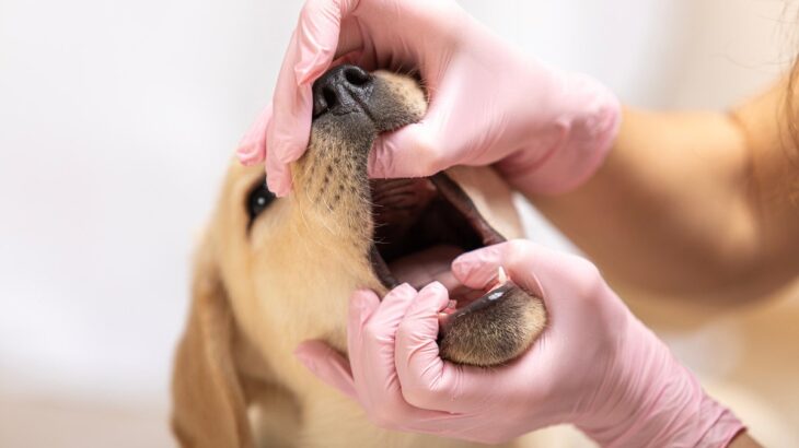 犬が死ぬかもしれない『口の病気』4選　主な原因や見逃してはいけない口の中の状態とは(ブログ)