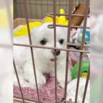 犬が『飼い主のお出かけ』を察知した結果…まさかの行動が賢すぎると111万再生「かわいすぎます」「貫禄すらあるｗ」と絶賛の声(ブログ)