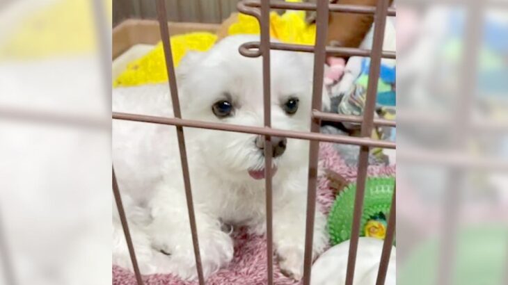犬が『飼い主のお出かけ』を察知した結果…まさかの行動が賢すぎると111万再生「かわいすぎます」「貫禄すらあるｗ」と絶賛の声(ブログ)
