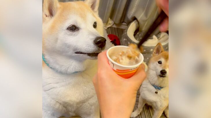 柴犬たちに『納豆』を食べさせてみたら…上手すぎる食べ方が125万再生「これは飯テロ」「俺より食べるの美味い」まさかの拍手喝采(ブログ)