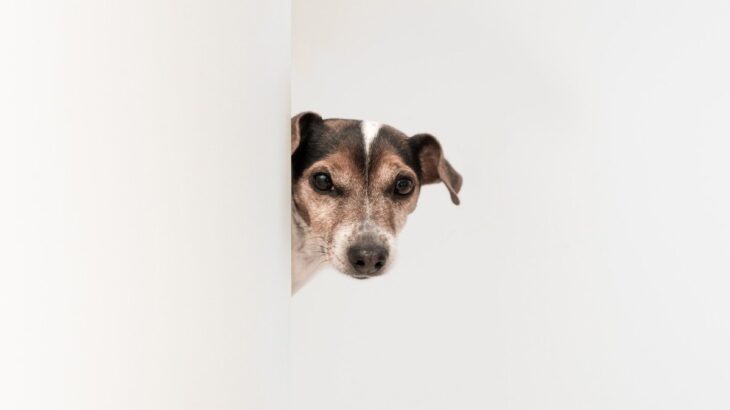 愛犬が『外に出たがらない』３つの心理　考えられる理由や外に慣れさせる方法まで解説(ブログ)