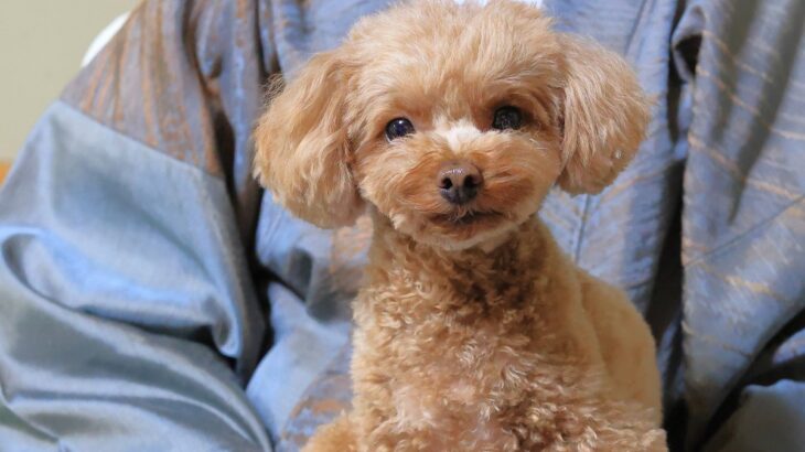 犬と『ゴールデンウィークを満喫する』4つの方法　愛犬とのお出かけで心得ておくべきこととは？(ブログ)
