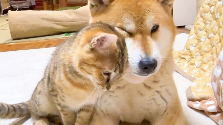 『犬に怯える赤ちゃん猫』と暮らした結果…時間をかけて”心開いていく姿”が47万再生「愛情って伝わるんだ」「温かくて泣ける」と感動の声(ブログ)