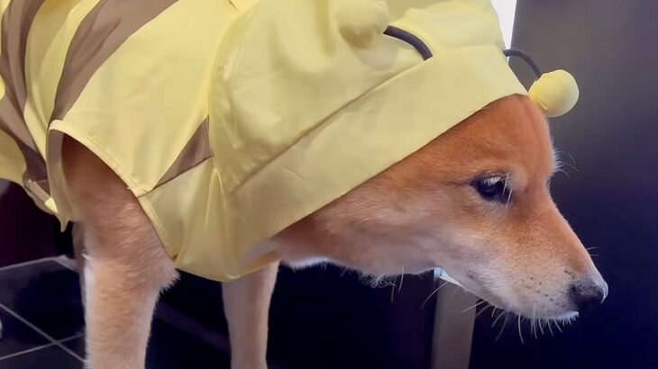 『散歩嫌いな柴犬』にカッパ着せたら…”この世の終わり”な表情が面白過ぎると57万再生「固まってるｗ」「虚無顔一生見れる」爆笑の声(ブログ)
