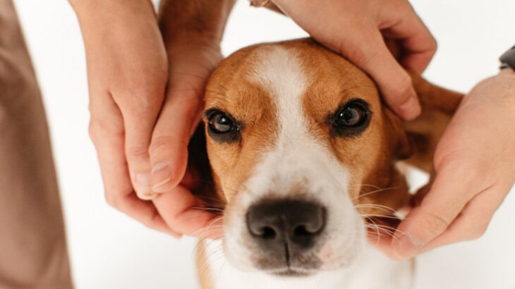 犬に触っちゃダメな5つの瞬間　愛犬にかなりのストレスを与えてしまう場面とは(ブログ)