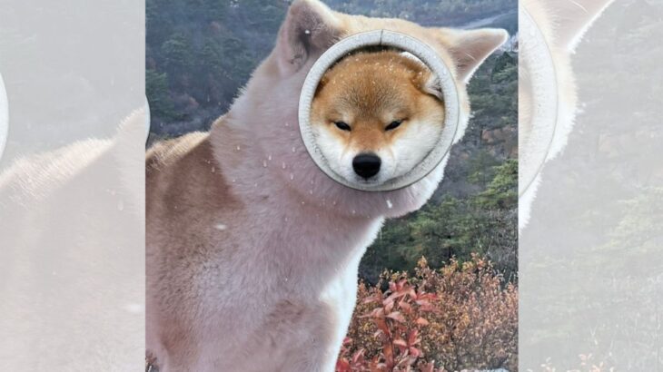 「オレオレ、秋田犬」顔出しパネルでなりすます柴犬さんに2.2万いいねが集まる！騙されそうになる方も(ブログ)