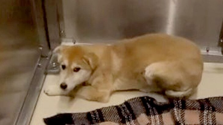 唸り噛みつく野犬を救いたい…初めての愛情に触れた瞬間が24万再生を突破「どうか幸せになって」「涙止まらない」感動とエールの声続々(ブログ)