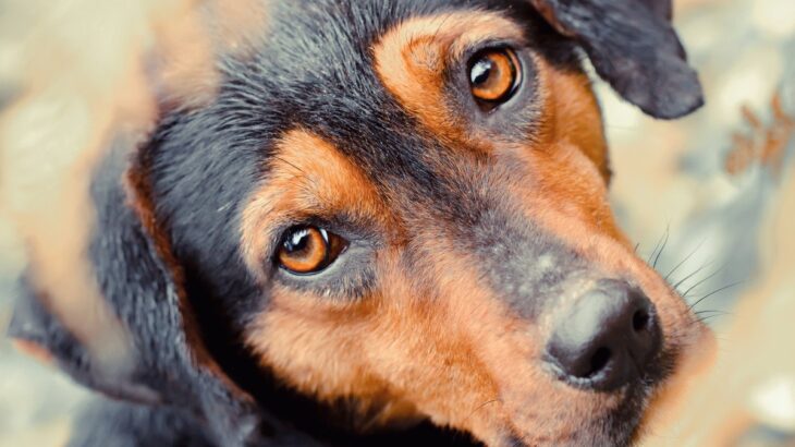 犬が『失明する病気』５選　危険な症状や手遅れになる前にすべき対処とは(ブログ)