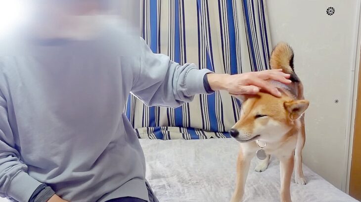 犬が久々におばあちゃんと会ったら…1年前では考えられない『まさかの反応』が51万再生の反響「教育すごい」「本当に賢い子」と驚きの声(ブログ)