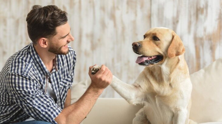 『忠実な犬』の特徴４選　飼い主への忠誠心が強い犬の共通点や良い関係性を築く方法とは(ブログ)