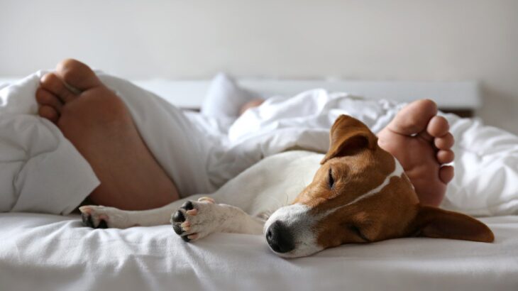 愛犬と一緒に寝ると運気が下がる？風水的にデメリットだと言われている理由とは？(ブログ)