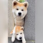 秋田犬の親子におやつをあげた結果…『親不孝過ぎる光景』が62万再生「母ちゃん労ってあげてｗ」「むぎゅってなるの好き」爆笑の声(ブログ)
