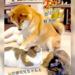 柴犬が猫に『遊んで欲しい』とお願いする時の行動…可愛すぎる誘い方が124万再生「末っ子感がたまらん」「ちょんちょんやばいｗ」(ブログ)