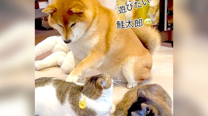 柴犬が猫に『遊んで欲しい』とお願いする時の行動…可愛すぎる誘い方が124万再生「末っ子感がたまらん」「ちょんちょんやばいｗ」(ブログ)