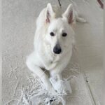 大型犬が『今から叱られること』に気付いた瞬間…気まずすぎる一部始終が48万表示「スンッてなるの可愛すぎ」「デカさとのギャップｗ」(ブログ)