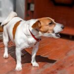 犬が『吠え続ける』心理3つ　無駄吠えしてしまう理由や静かにさせる方法とは(ブログ)