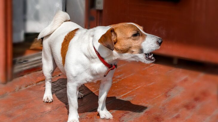 犬が『吠え続ける』心理3つ　無駄吠えしてしまう理由や静かにさせる方法とは(ブログ)