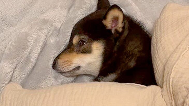犬に『飼い主の布団で寝るの禁止令』を出したら…3分後に見せた光景が36万再生「可愛いから許す」「チラ見してるの笑った」爆笑の嵐(ブログ)