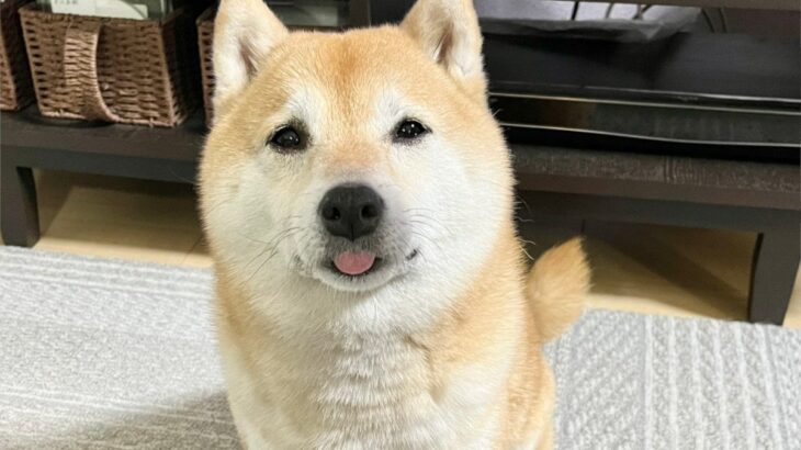 初めて蒸したてあんまんの匂いを嗅いだ柴犬さんの表情が3.6万「いいね」の大反響(ブログ)