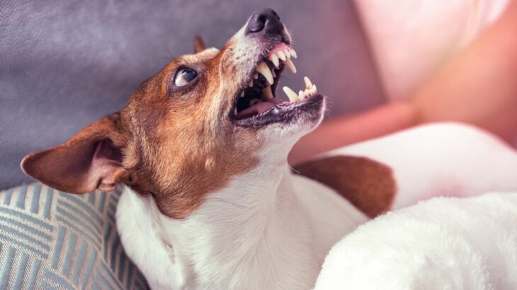 『キレる犬』になる飼い主の絶対NG行為4つ　怒っているときの行動や気をつけるべきポイントまで(ブログ)
