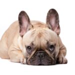 犬が『我慢しているとき』にする仕草や行動5選　状況別で分かる愛犬からのサインとは(ブログ)