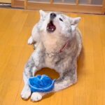 『お風呂が沸きました』秋田犬のアナウンスでまさかの事態に発展…おもしろすぎる光景が81万再生「毎日楽しそう」「反応が人間で草」(ブログ)
