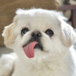 舌が起きてなさすぎるペキニーズさんに、1.5万人がいいね！「いいよ～ねてて～」(ブログ)