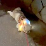 犬との散歩中に起こった悲劇…飼い主の『切実な願い』が131万再生を突破「とても煌びやかな拒否だ…」「華やかなストライキで草」(ブログ)