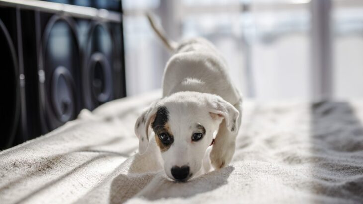 犬が寝る直前に回る5つの心理　クルクル回転する理由や行動の意味までご紹介(ブログ)