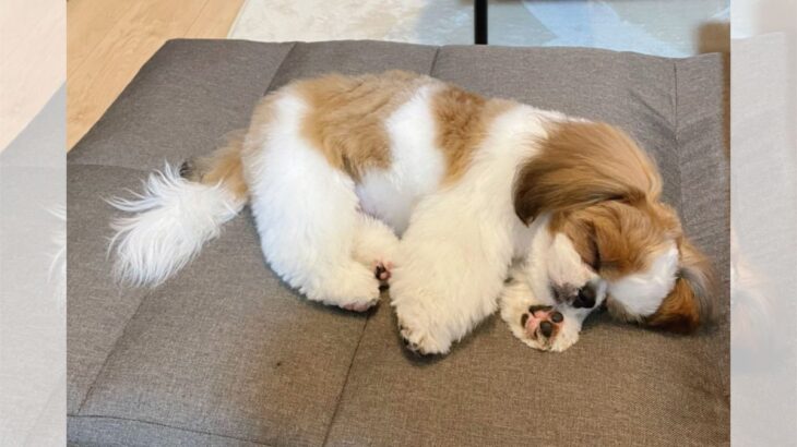 子犬が初めてトリミングに行った結果→疲れて寝ちゃった姿が可愛いと2.1万いいねを集める！(ブログ)