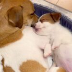 赤ちゃん犬を家族に迎えたら……先輩犬の『母性爆発』が優しい世界過ぎると124万再生「泣いた…たまらん」「親子みたい」と感動の声(ブログ)