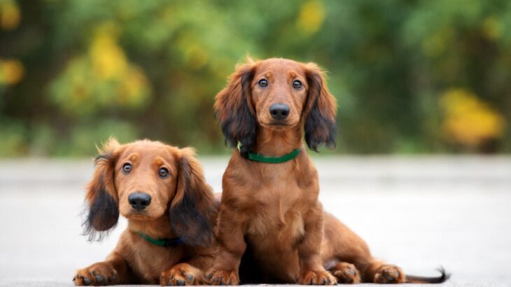 『短足な犬種』5選　性格や特徴、人気と言われている理由までご紹介(ブログ)