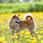 犬に危険な『春の野草』5選　食べてしまったときに起こる症状や誤食を防ぐ方法まで(ブログ)