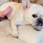 『赤ちゃんが好きすぎる犬』たとえ蹴られても”決して離れない姿”に賞賛の声「めちゃお兄ちゃんしてる」「信頼関係すごい」と1万1000再生(ブログ)