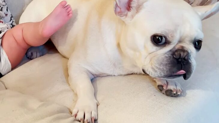 『赤ちゃんが好きすぎる犬』たとえ蹴られても”決して離れない姿”に賞賛の声「めちゃお兄ちゃんしてる」「信頼関係すごい」と1万1000再生(ブログ)