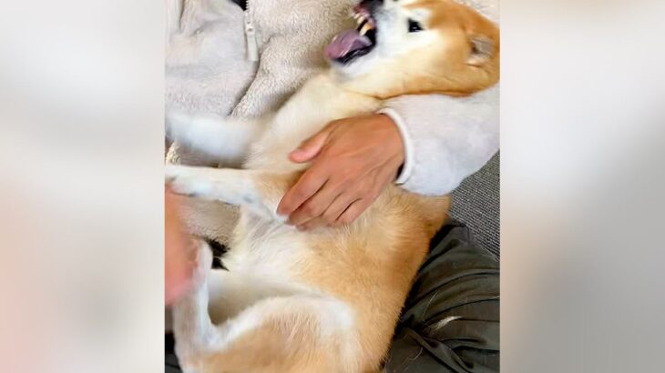 『絶対にイヤだーっ！』犬の耳に薬を差そうとした結果…ガチギレする光景が59万再生「噛まないの偉いな」「頑張ったね」とエール続々(ブログ)