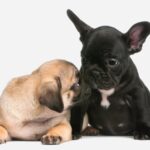 『体臭が強い』といわれている犬種６選　愛犬の体が臭いときにできる対処法をご紹介(ブログ)