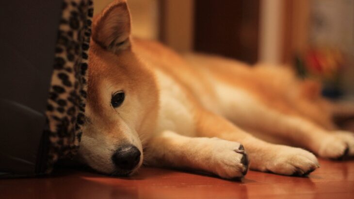 犬の元気がなくなる飼い主の行動5選　主な原因や愛犬が落ち込んでいるときの対処法まで(ブログ)