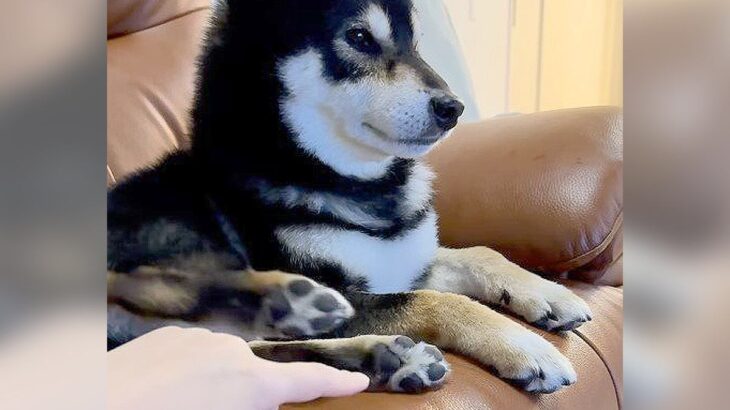 犬にイタズラしすぎた結果…まさかの『無言キック』が333万再生の大反響「渾身の一撃で草」「塩対応過ぎて笑った」爆笑コメント殺到(ブログ)