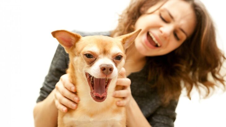 愛犬が『大嫌いな人』だけにする仕草や態度４選　嫌われないために日頃からできることとは？(ブログ)