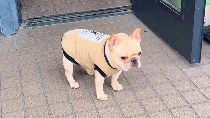 犬が『散歩に行きたくない』と駄々をこねたら…”クセ強な抵抗”が416万再生「動きが可愛すぎる」「獅子舞みたいで笑った」と爆笑の声(ブログ)