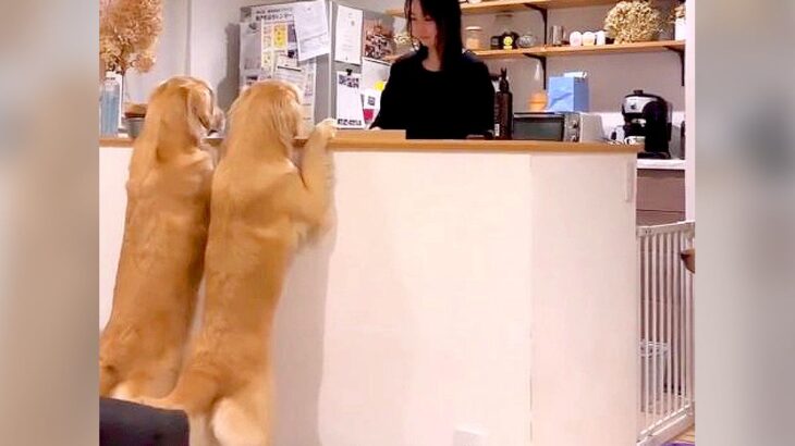 大型犬親子が『おねだり』をしたら…2匹で”じぃーーっ”と見つめる姿が可愛すぎると221万再生「コピーしたみたいｗ」「挟まりたい」の声(ブログ)