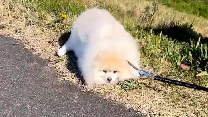 『今、ひっぱったっしょ…？』散歩中に犬と喧嘩したら…完全に拗ねてしまう姿が376万表示を突破「意思強くて笑った」海外からも反響(ブログ)