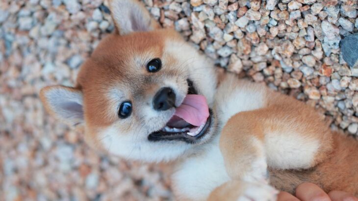 子犬は何歳まで？成犬になったら変えなければならない飼育方法やごはんの与え方まで(ブログ)