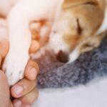 犬が亡くなる前にすべきこと４つ　 最期に見せる行動と飼い主ができること(ブログ)