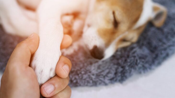 犬が亡くなる前にすべきこと４つ　 最期に見せる行動と飼い主ができること(ブログ)