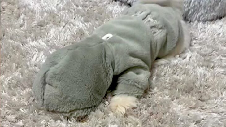 『どうしてこうなった』犬からほんの少し目を離したら…”まさかの事態”に困り果てる姿が664万再生を突破「動きが可愛すぎる」絶賛続々(ブログ)